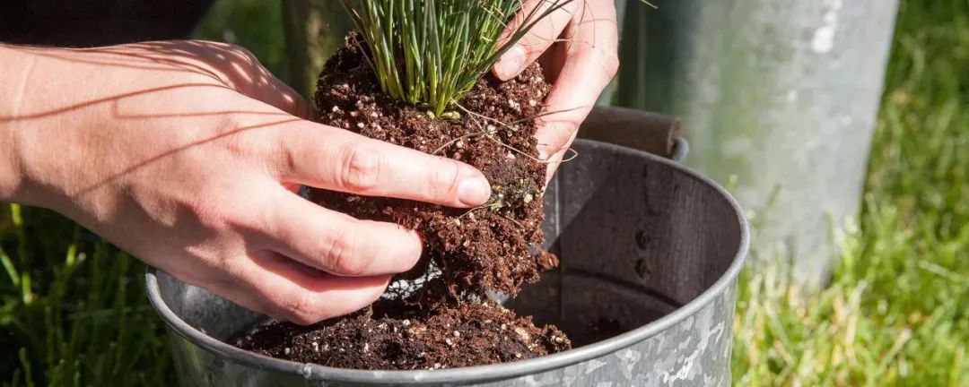 刚买回来的植物怎么缓苗,植物移栽快速缓苗的方法