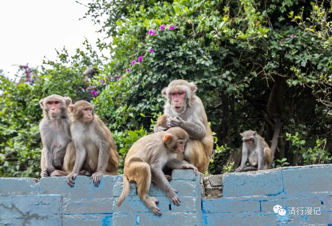 海南人去南湾猴岛,海南三亚南湾猴岛门票