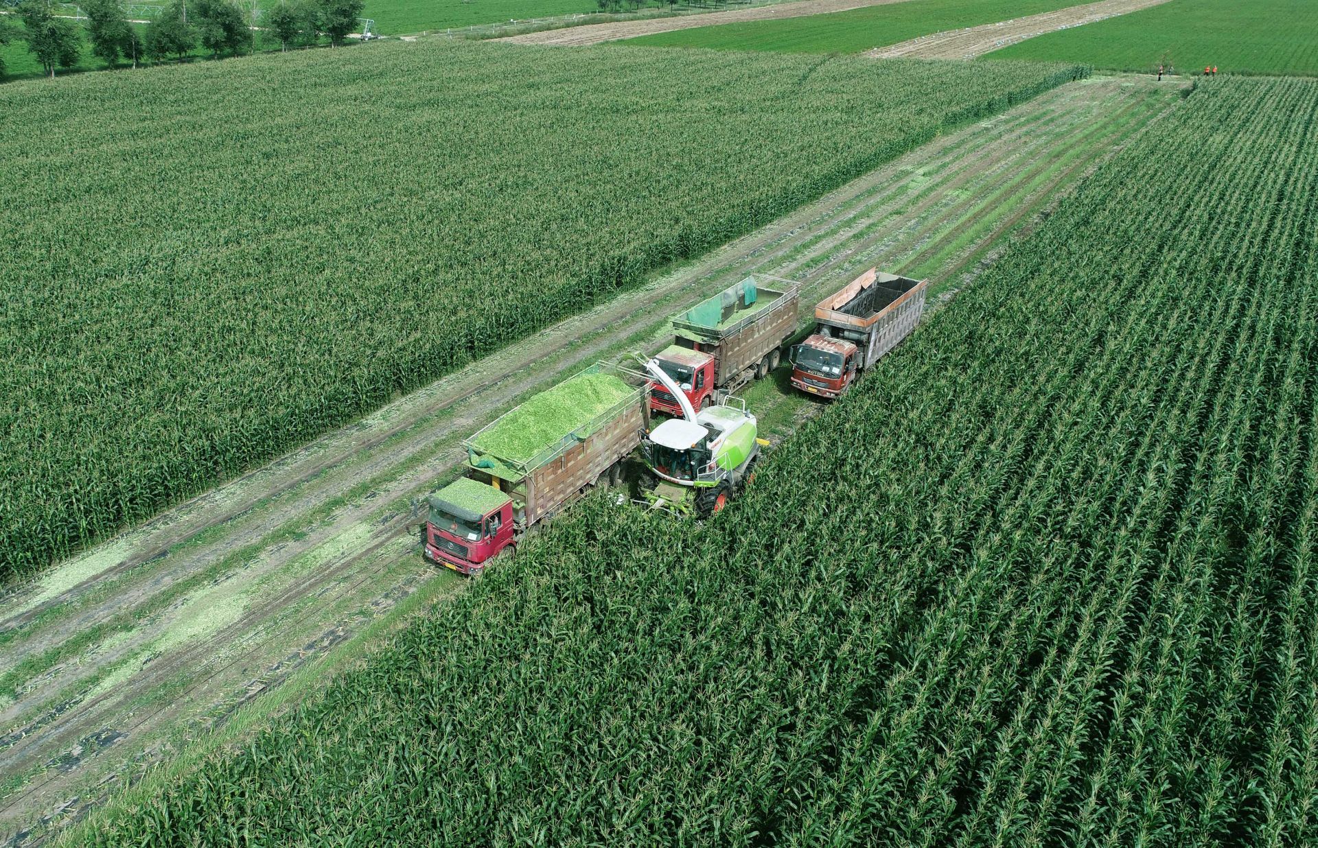 一台收割机9小时收割小麦45公顷,最新款玉米收割机青储收割视频