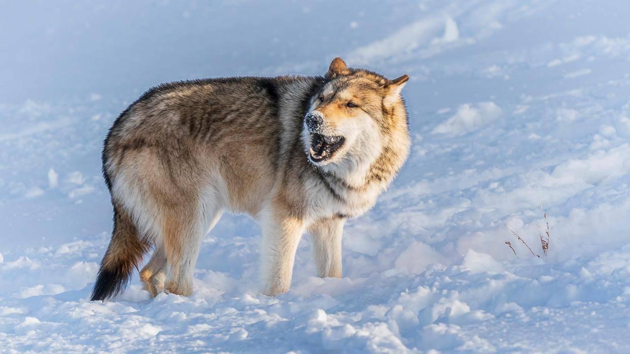 清朝留下了“神秘”铜器，专家看到后说：这东西是一件狩猎用具
