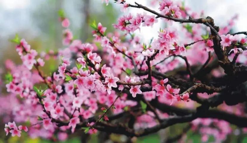 五家渠旅游路线,五家渠攻略