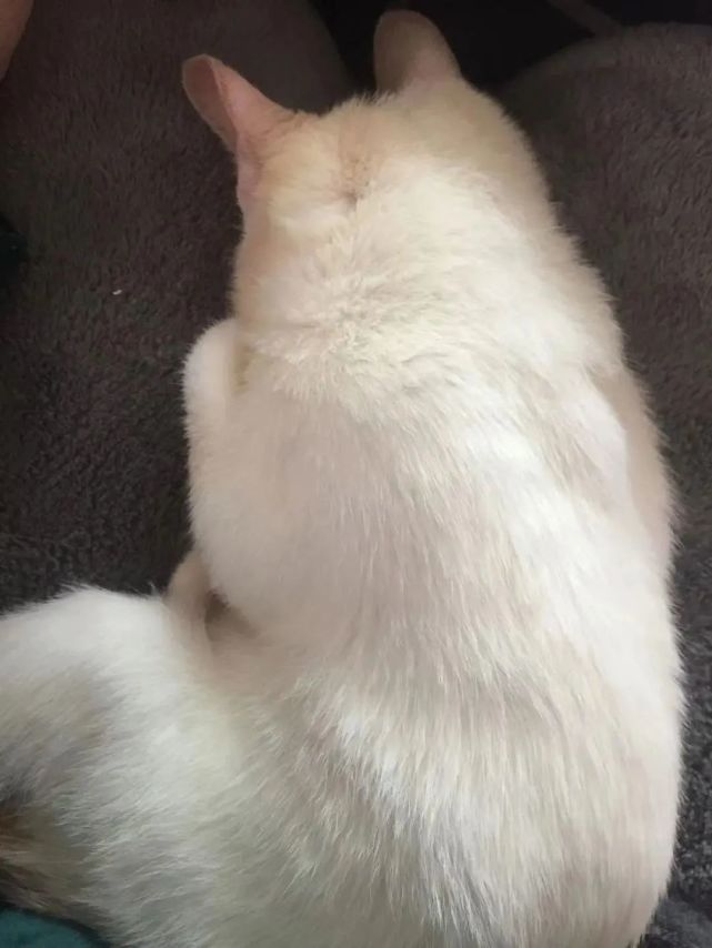 猫咪得了猫癣人怎么办,猫咪猫癣怎么治好得快