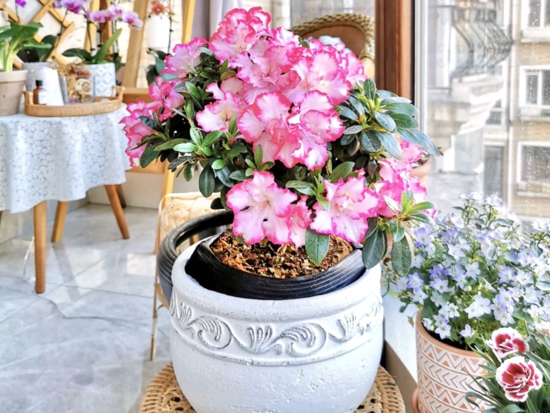 绿植去除甲醛靠谱吗,室内放什么绿植对去除甲醛有效