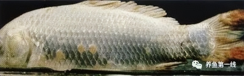 水生生物大盘点,水生生物多图排版