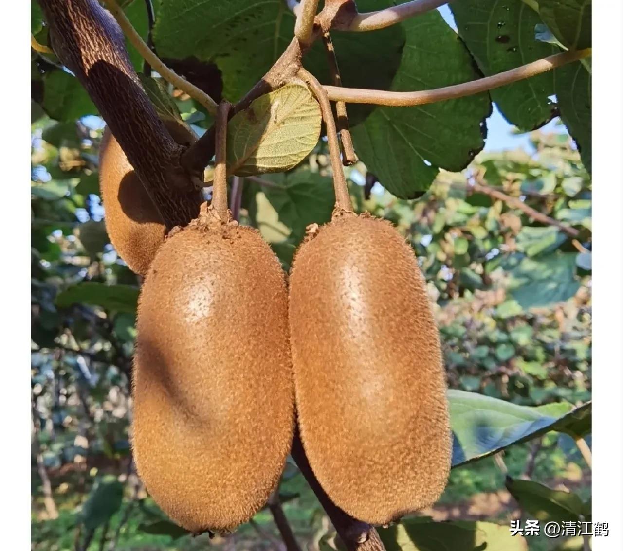 液体叶面肥使用方法,怎么辨别叶面肥好坏