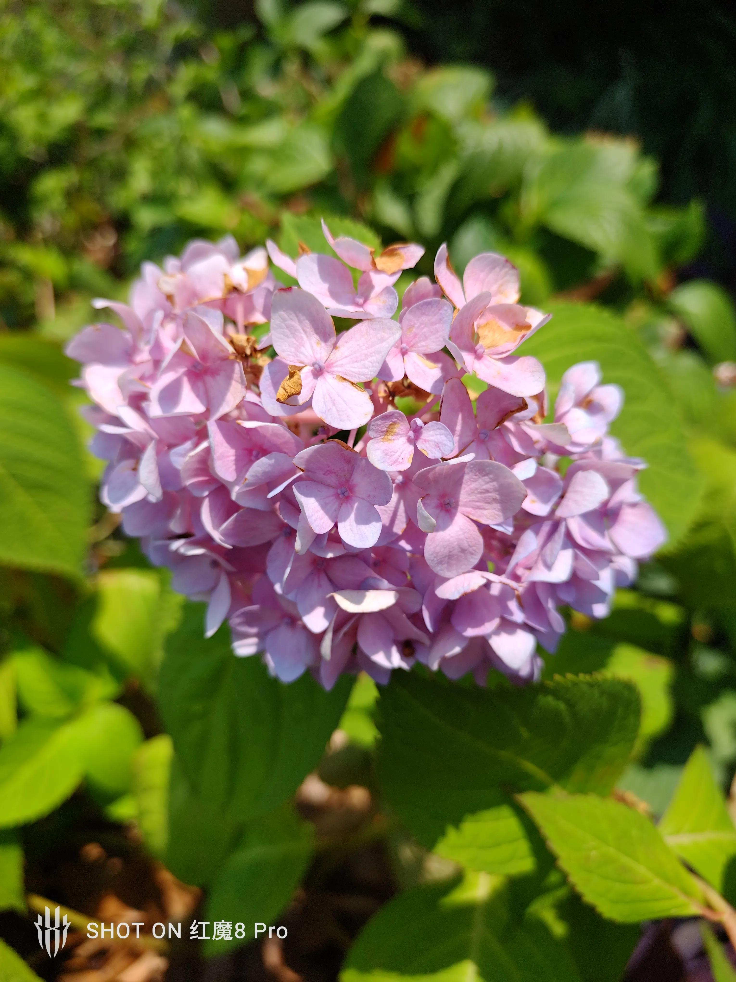 红魔8spro鉴赏科幻美学与机甲硬核,红魔8pro