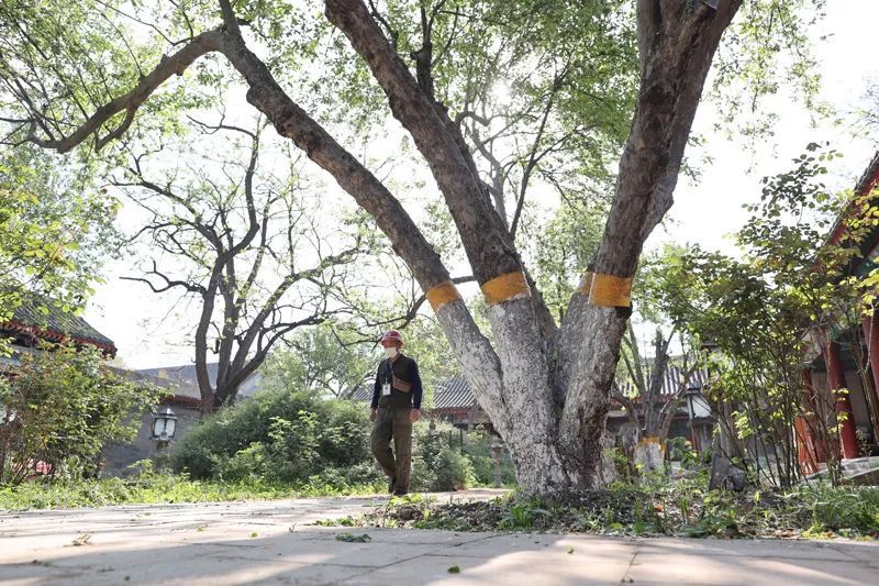 万寿寺海棠,万寿寺海棠花