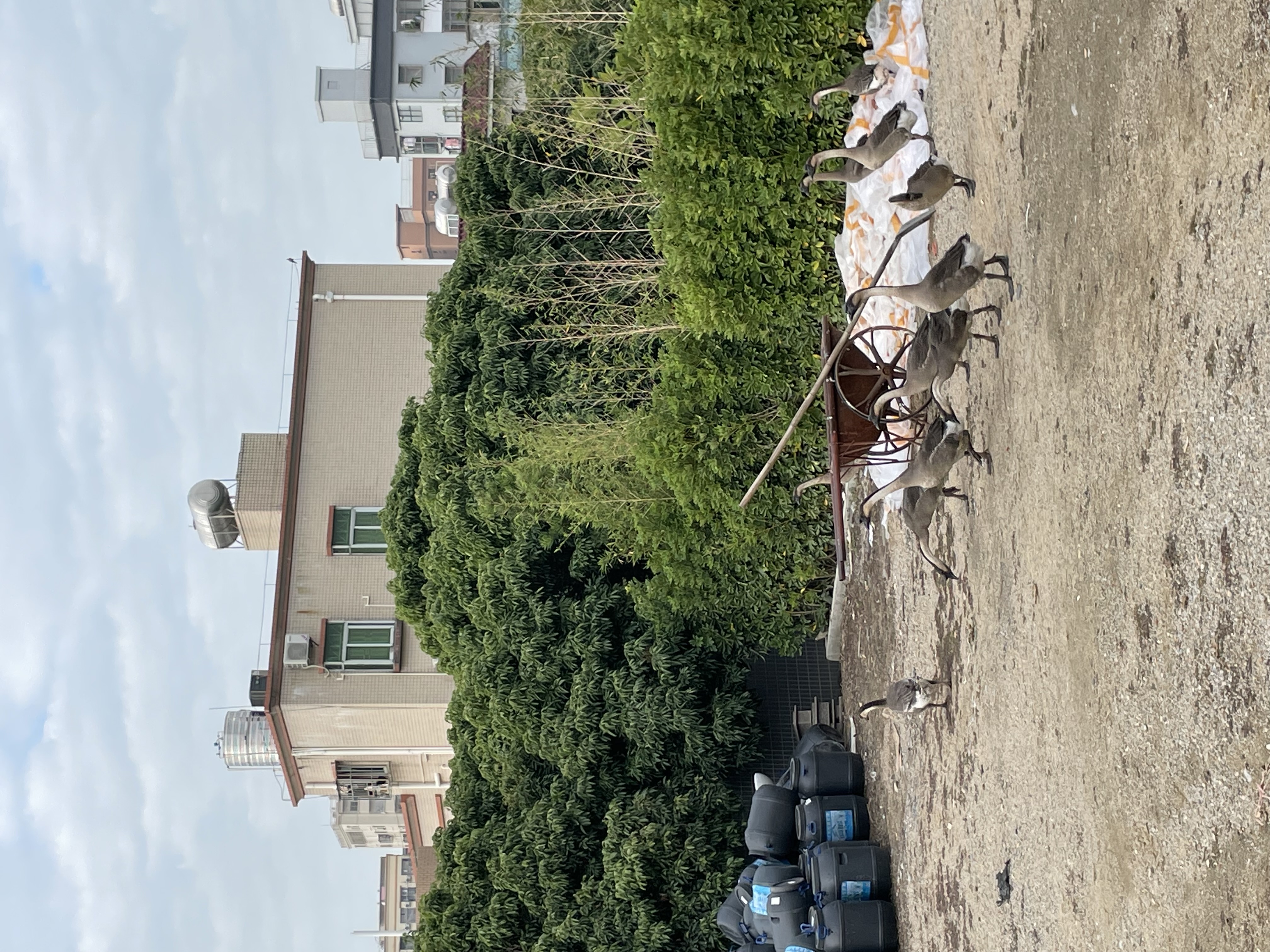 深圳沙湾公园风景区,宝安石岩湿地公园