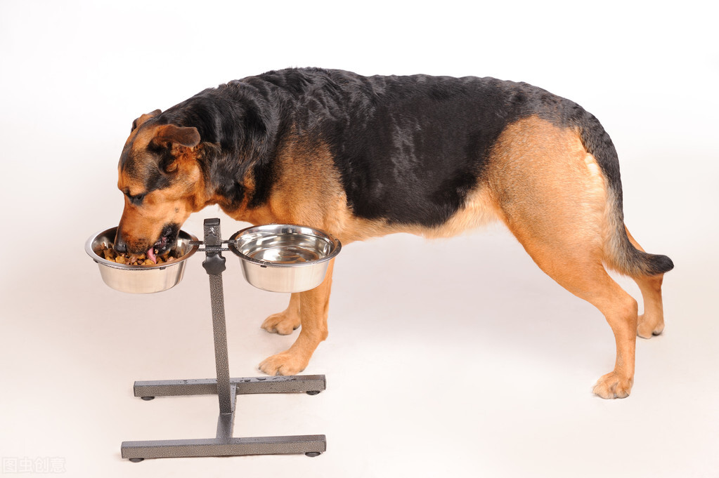 狗狗的感冒症状及治疗方法,狗狗拉肚子又感冒了怎么办