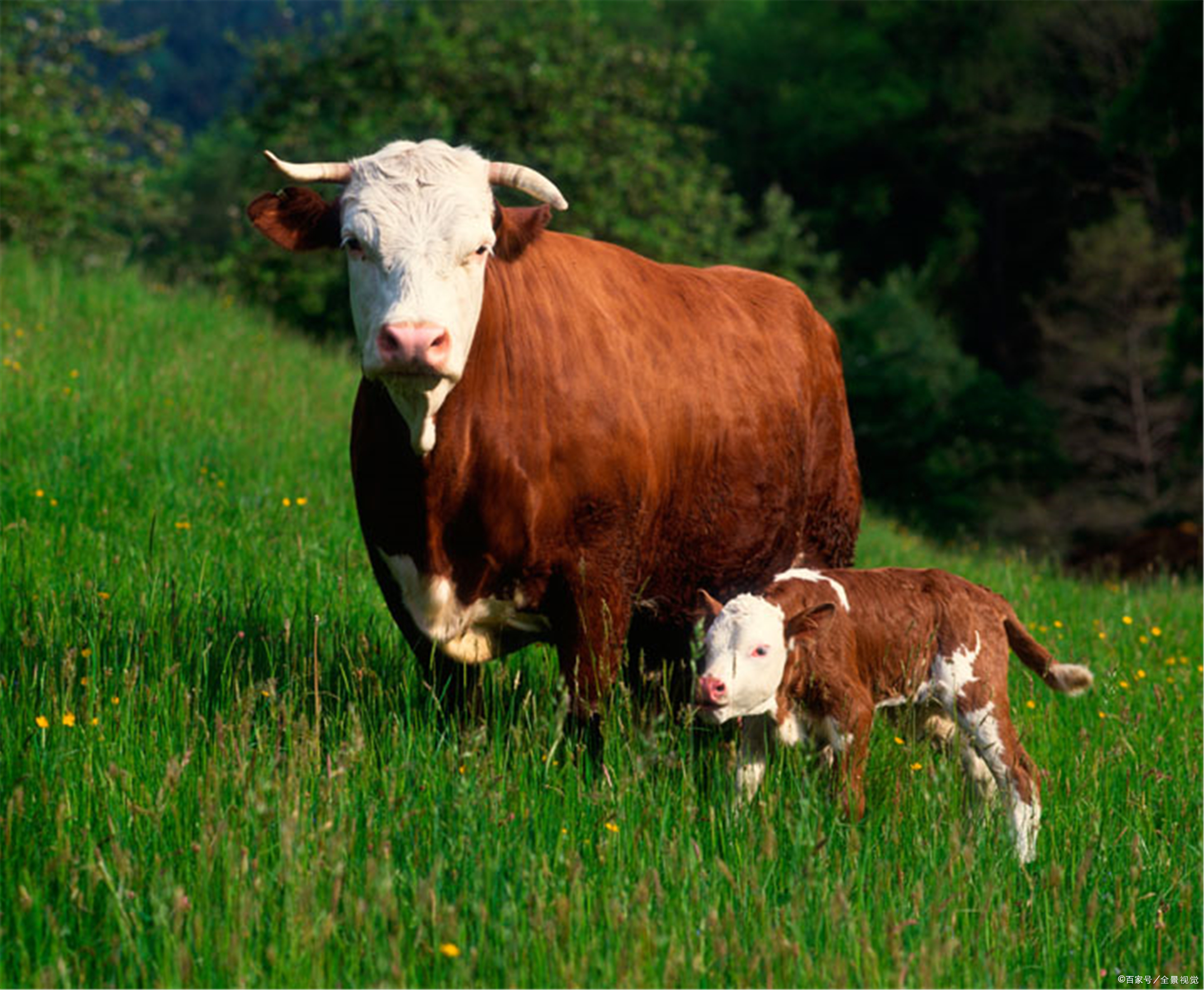 牛养殖现在牛价降价了吗,养殖牛价格行情走势分析