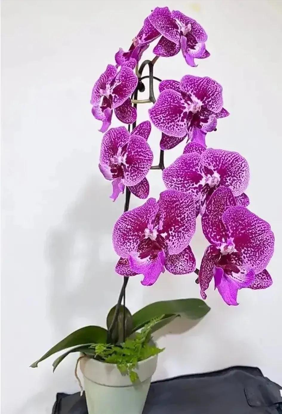 兰花的唯美图片,珍稀兰花各色大全