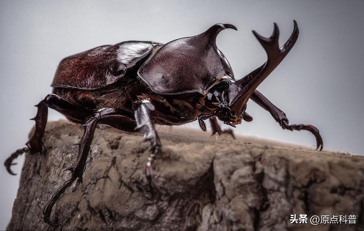 盘点农村小时候常玩的十个昆虫,盘点童年玩过的十种昆虫