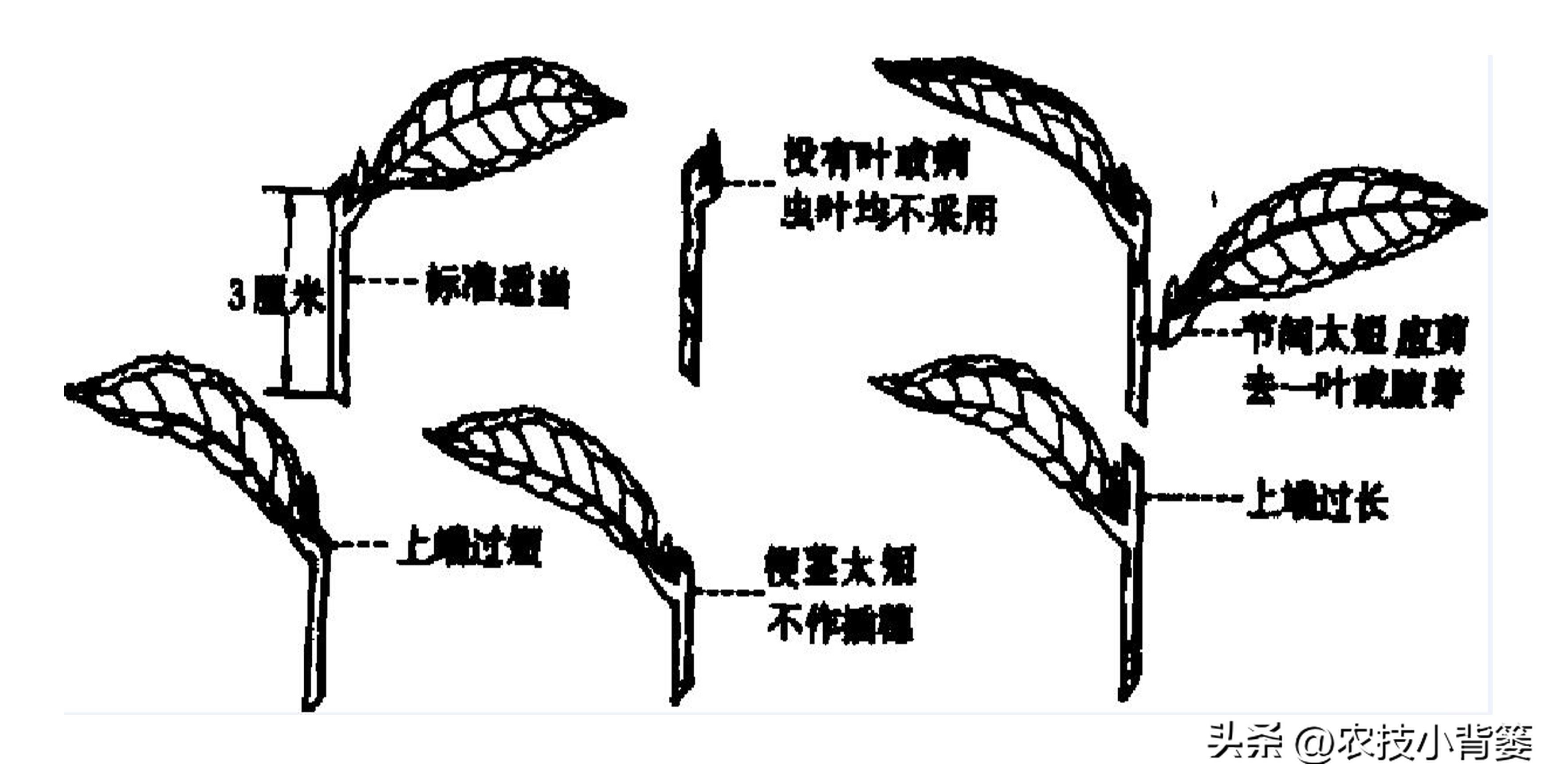 茶花扦插用什么方法成活率高,夏季扦插茶花枝条必须马上扦插吗