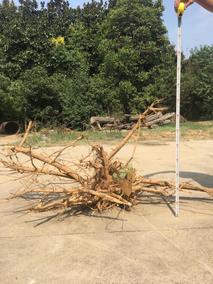 白玉兰为什么被评为上海市市花,中国国花上海市花白玉兰