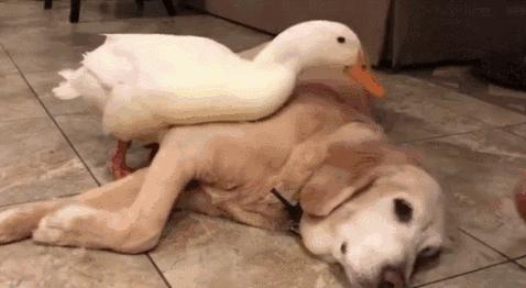 一只拉布拉多大概要多少钱,咖啡色拉布拉多多少钱一只