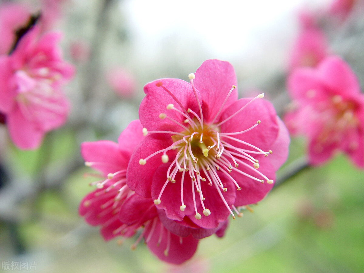 现代迎新春的诗词,迎新春的诗词大全100首