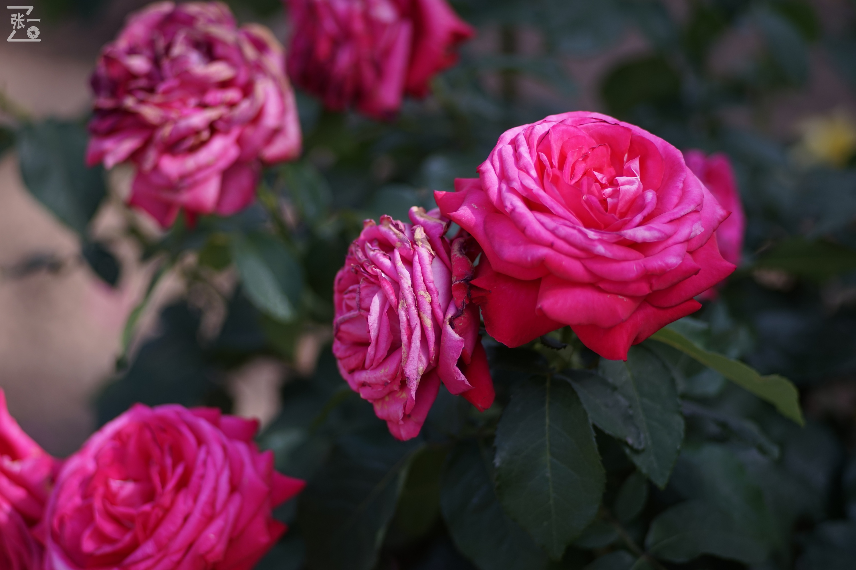 蔡司sonnar50毫米,蔡司sonnar镜头生产年份