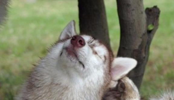 治疗小狗耳螨,小狗耳朵下面长癣怎么消掉