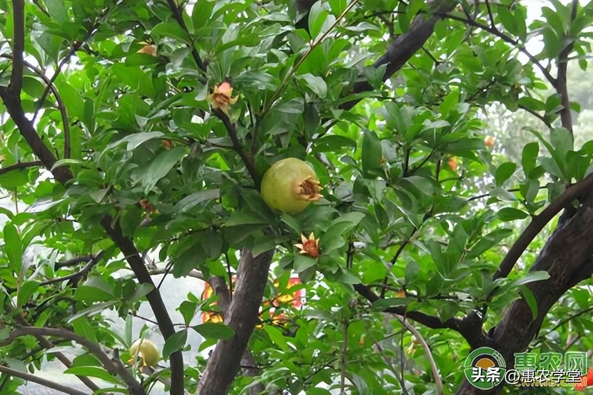 绿盲蝽怎样防治,石榴绿盲蝽用什么药