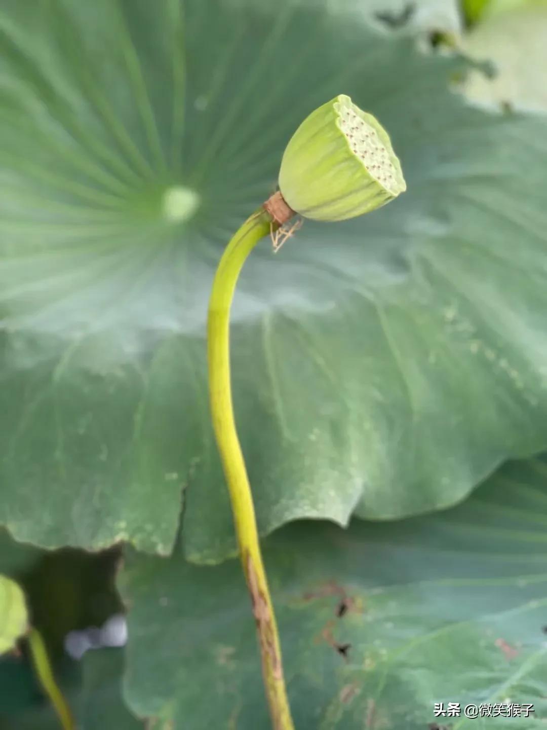 城市里的氧吧,广州番禺莲花山旅游区