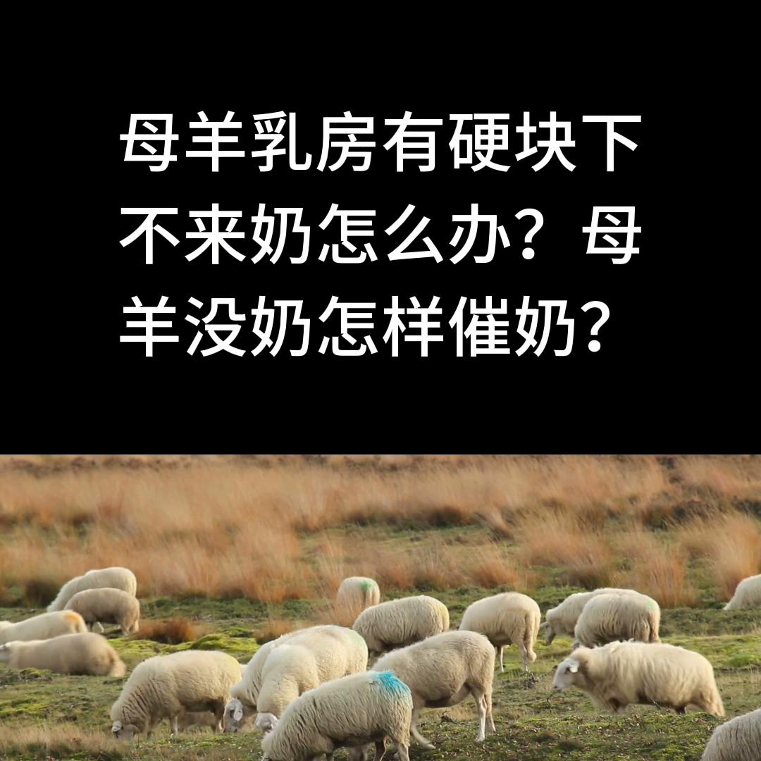 母羊奶有肿块不下奶怎么处理,母羊产后乳房有硬块不下奶怎么办