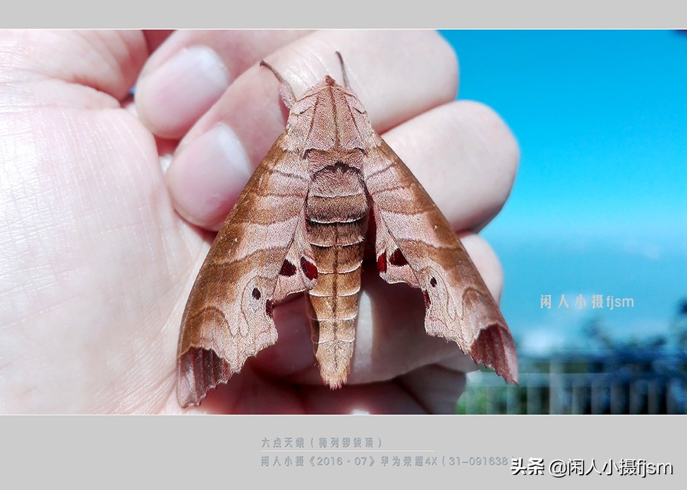 近距离拍摄昆虫小动物,常见昆虫微距摄影活动