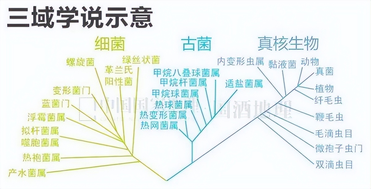 水井坊1号菌群,水井坊一号