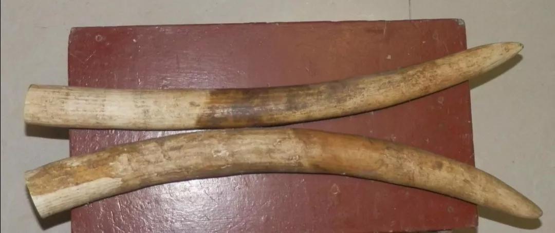 怎样辨别象牙真伪,怎样检测象牙的真伪