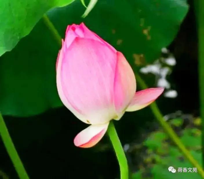 濯清涟而不妖的清的意思,濯清涟而不妖的濯字是什么意思