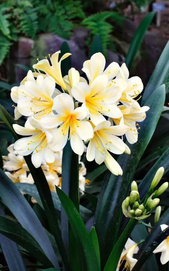 中国十大名花排行榜及图片,中国十大名花明细