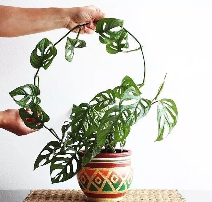 适合室内养的耐阴花和植物,什么花耐阴最好养不怕晒