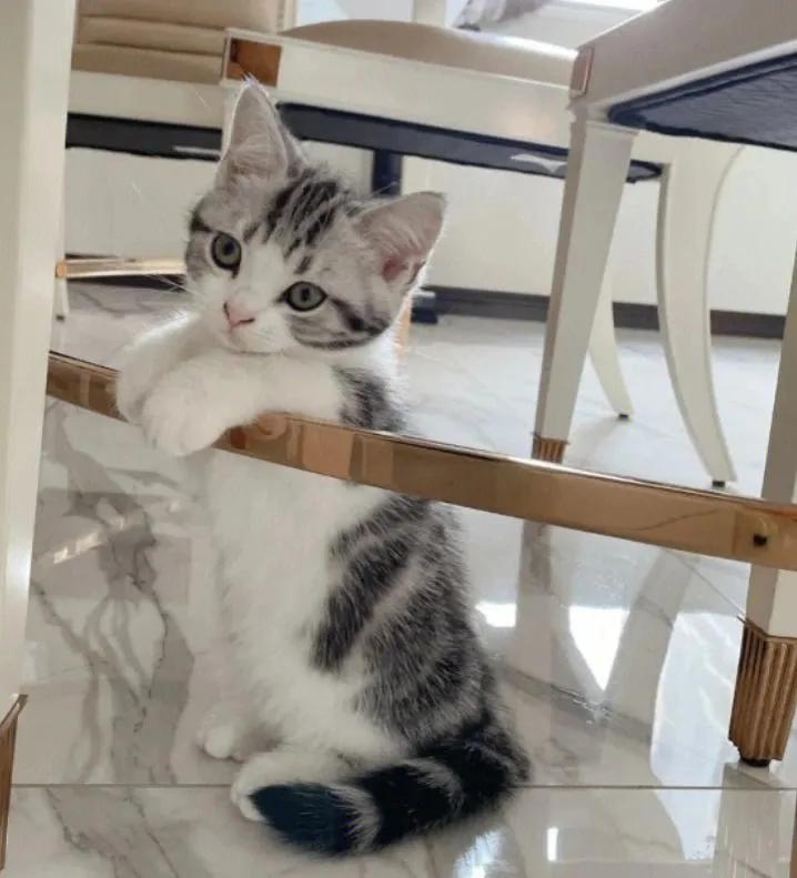 灰色猫咪是什么品种,玳瑁猫咪是什么品种