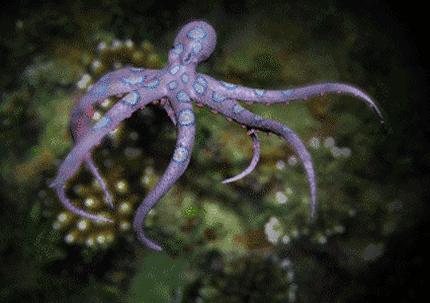 章鱼为什么没有成为食物链顶端,章鱼为什么比人类智商高