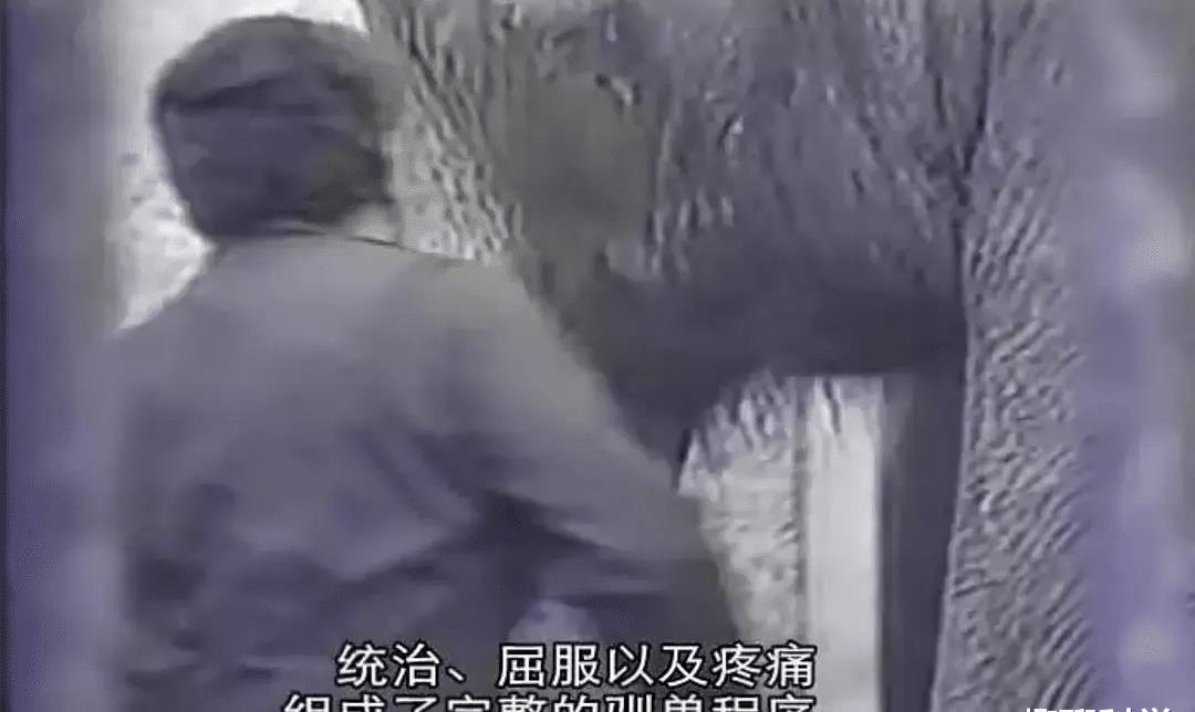 美国大象被饿死,惹怒大象被活活踩死