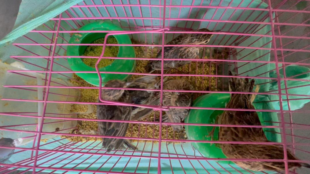 集装箱刮风响,集装箱传出敲击声