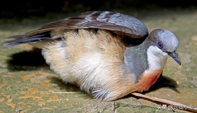 鸽子蛋多久开始啄壳,鸽子啄蛋的正确方法