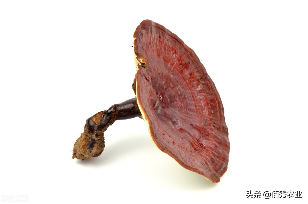 灵芝是骗人的吗,灵芝假货