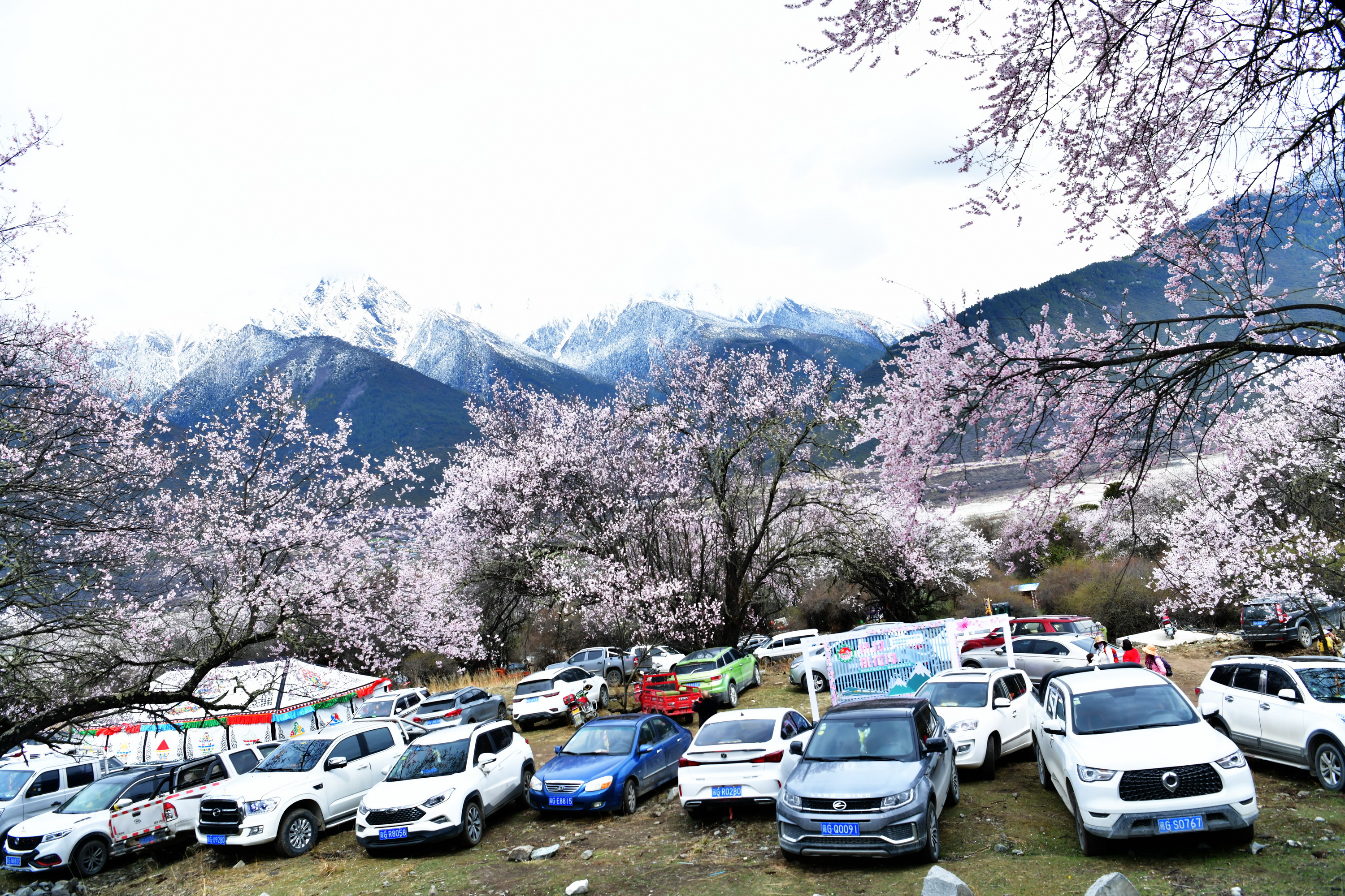 雪域林芝桃花图片 (在雪域江南西藏林芝邂逅漫山桃花)