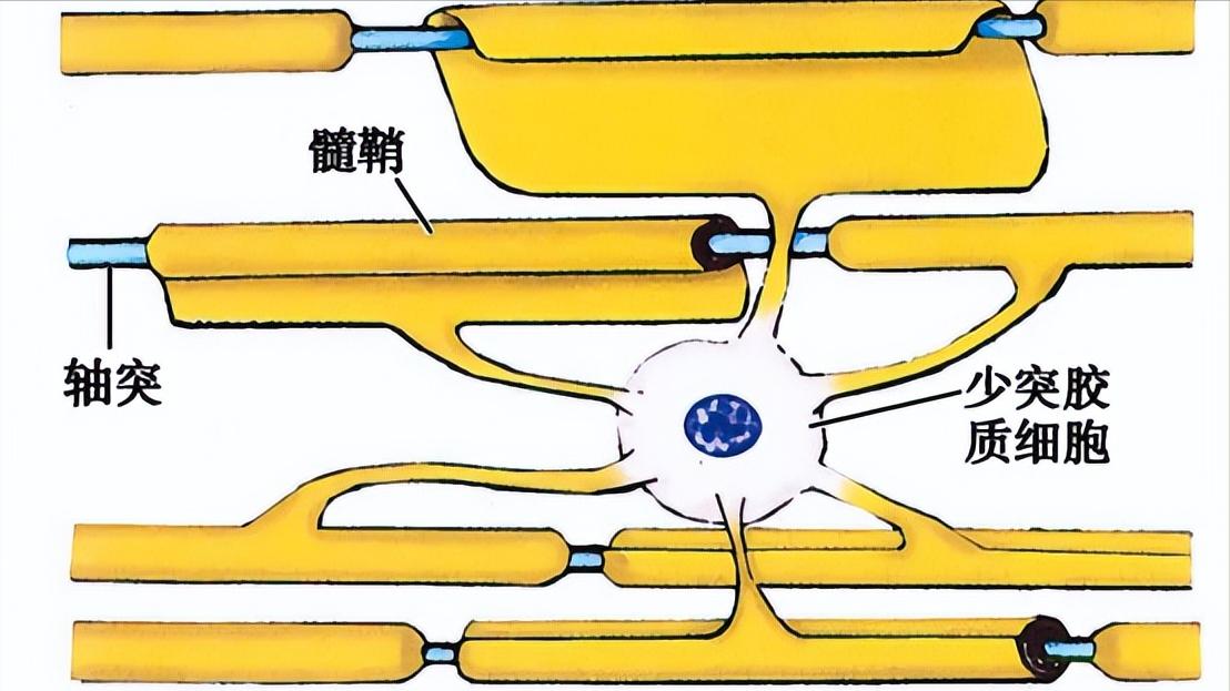 甲钴胺治疗腰椎间盘突出吃几片 (甲钴胺片治疗腰椎间盘突出吃多久)