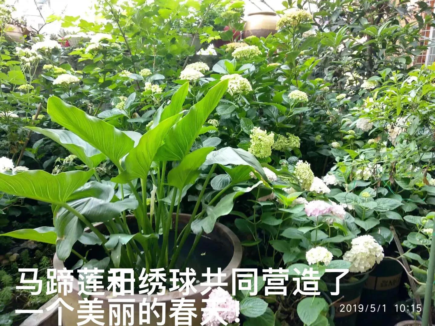 白马蹄莲跟彩色马蹄莲哪个品种好,洁白的马蹄莲图片