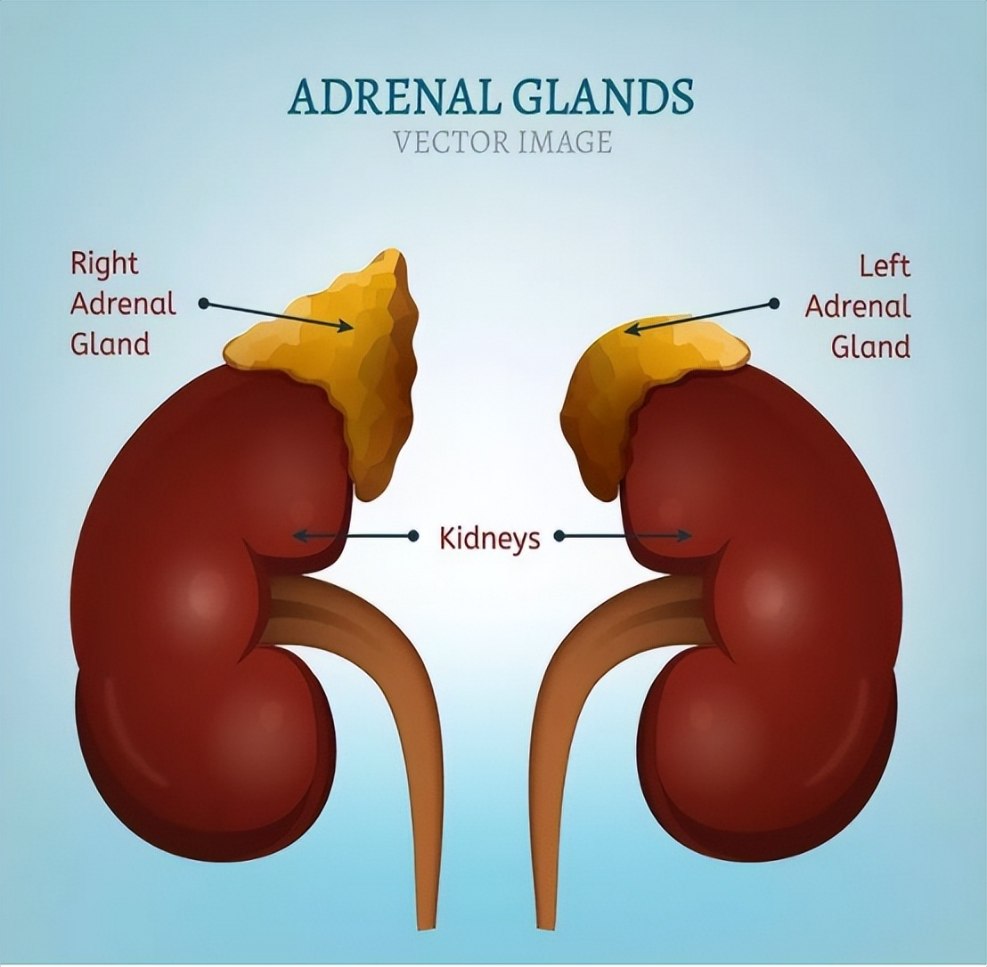 争吵打架身体为什么会发抖,与人争吵时身体发抖