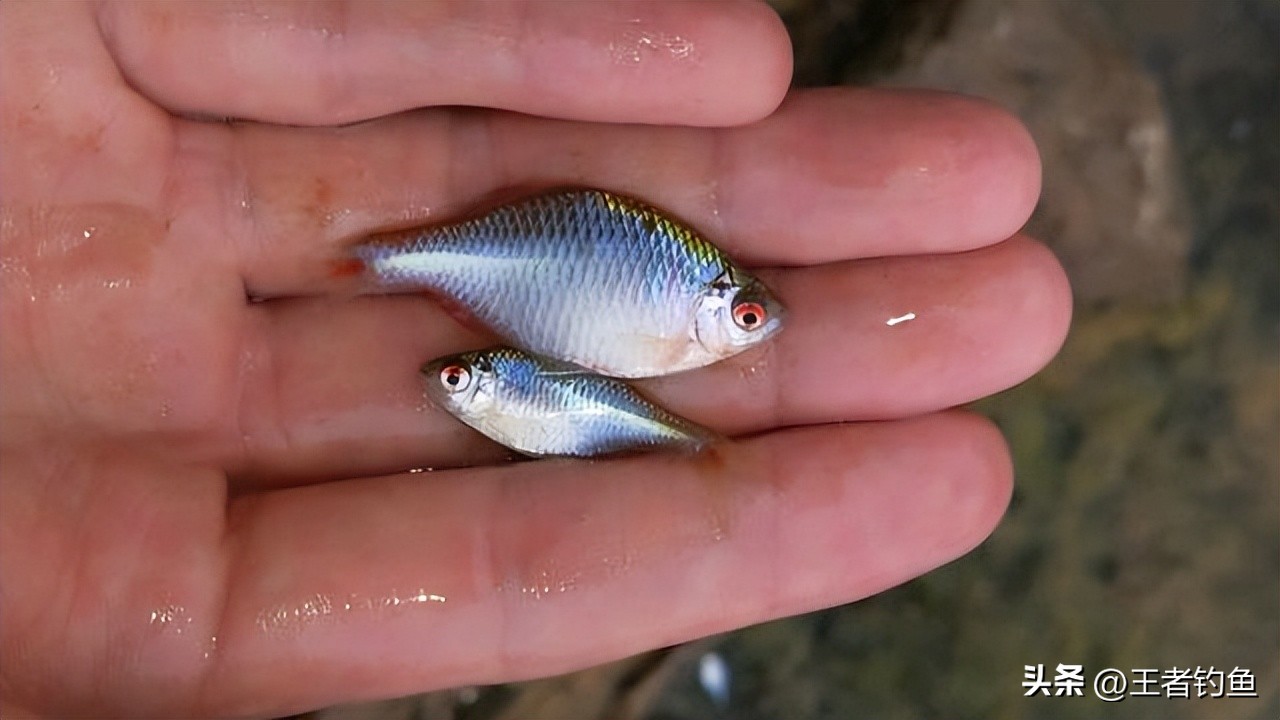 鳑鲏几月最好钓,鳑鲏什么季节好钓