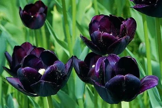 三月花事Vol.2|那些属于女神们的花