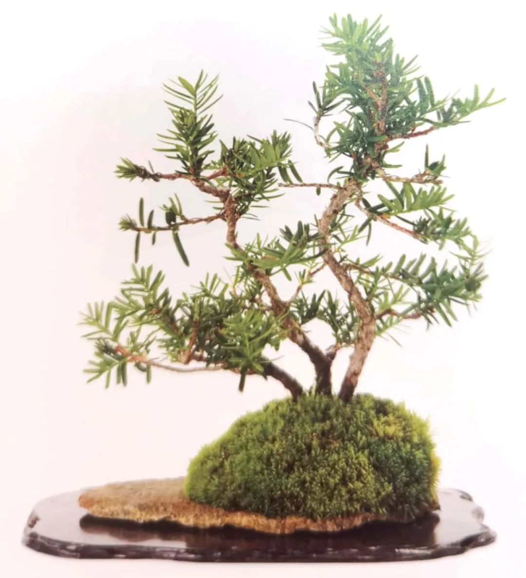 舍利红豆杉盆景,红豆杉老桩盆景怎么修剪