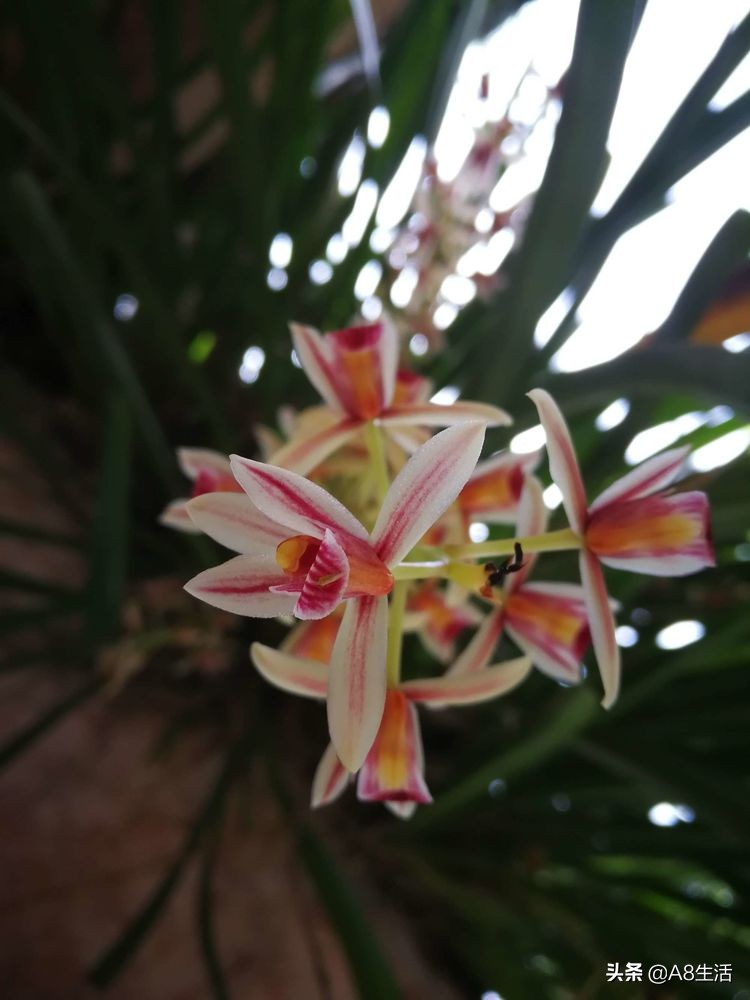 带你认识中华兰花纹瓣兰,顶级纹瓣兰图片