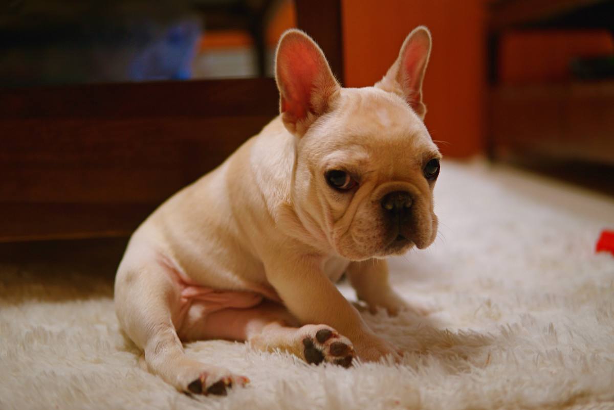 斗牛犬老是呕吐是什么原因,法国斗牛犬吐食物怎么处理