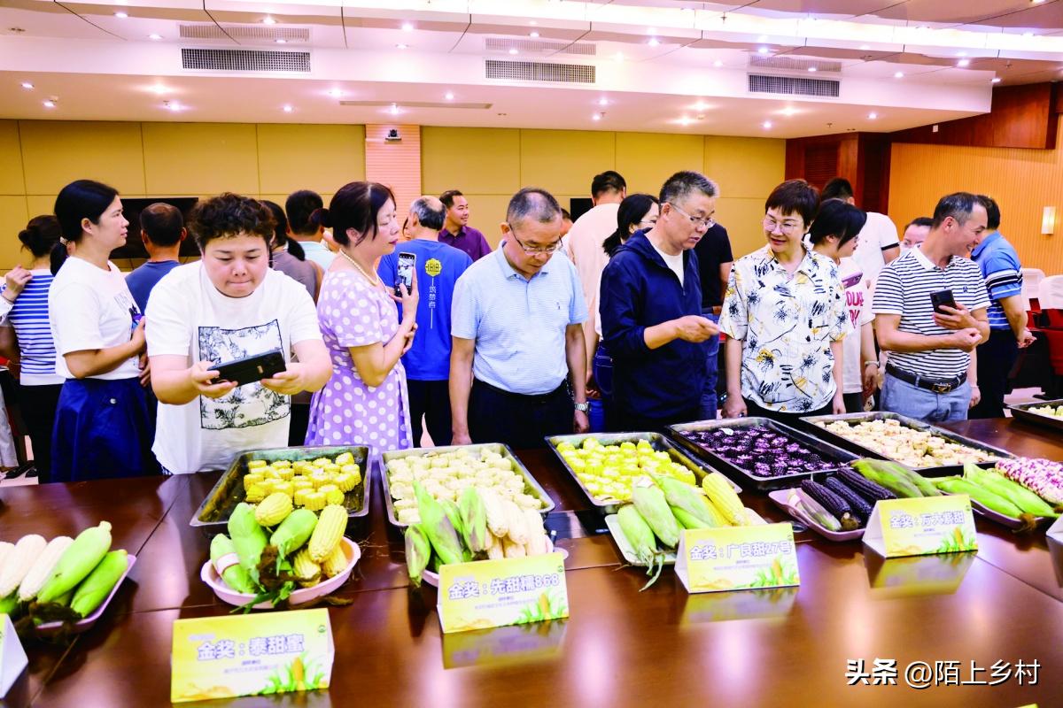 全国哪里的玉米最多最便宜,哪儿的玉米最好