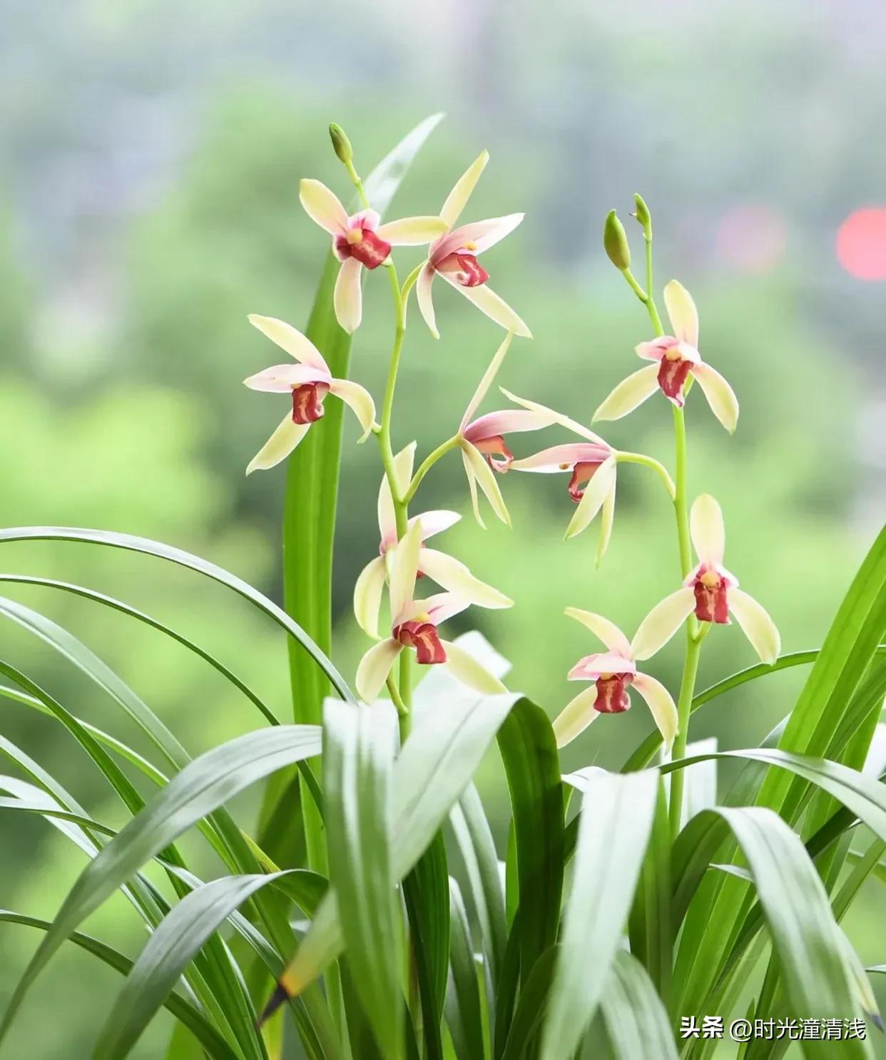 花中四君子之一兰花,兰花花草欣赏