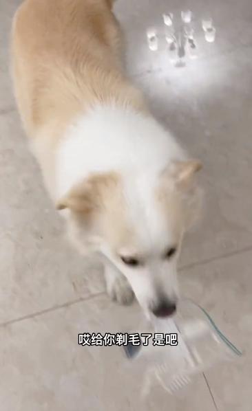 驴得水小朋友是智障猫吗,全网公认的智障猫怕水