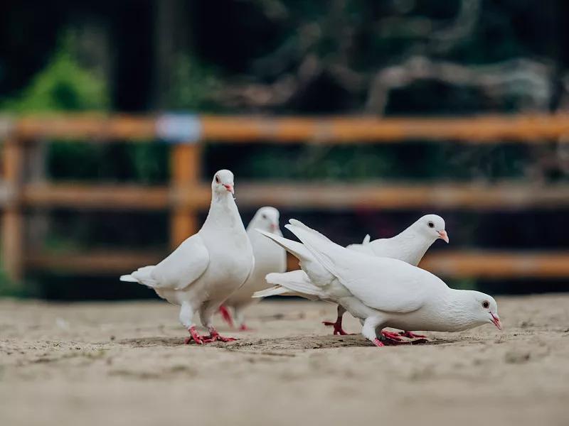 素食宠物食品,素食宠物零食有哪些品种
